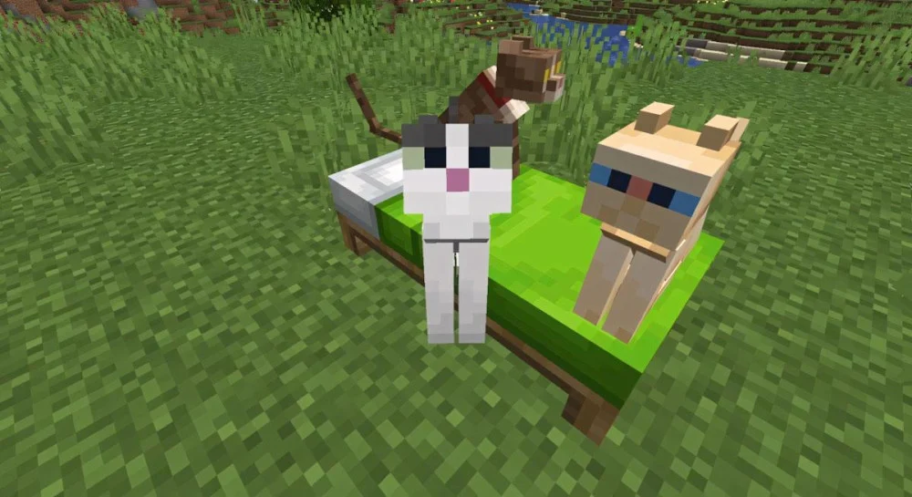 Mèo Minecraft xuất hiện làng, đầm lầy, nhà phù thủy