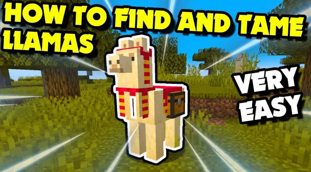 Llama vận động chuyển hàng hóa hóa theo đoàn caravan lên tới 10 thành viên